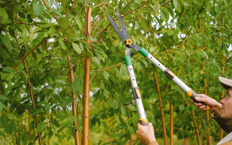 Tree trimming in Spencer, WV